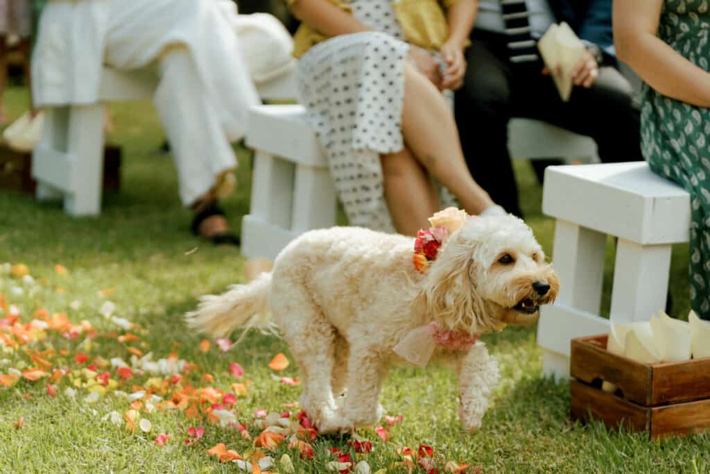 Dog wearing a floral dog collar with attached wedding rings walking down the aisle at wedding