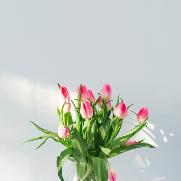 Tulip Embrace